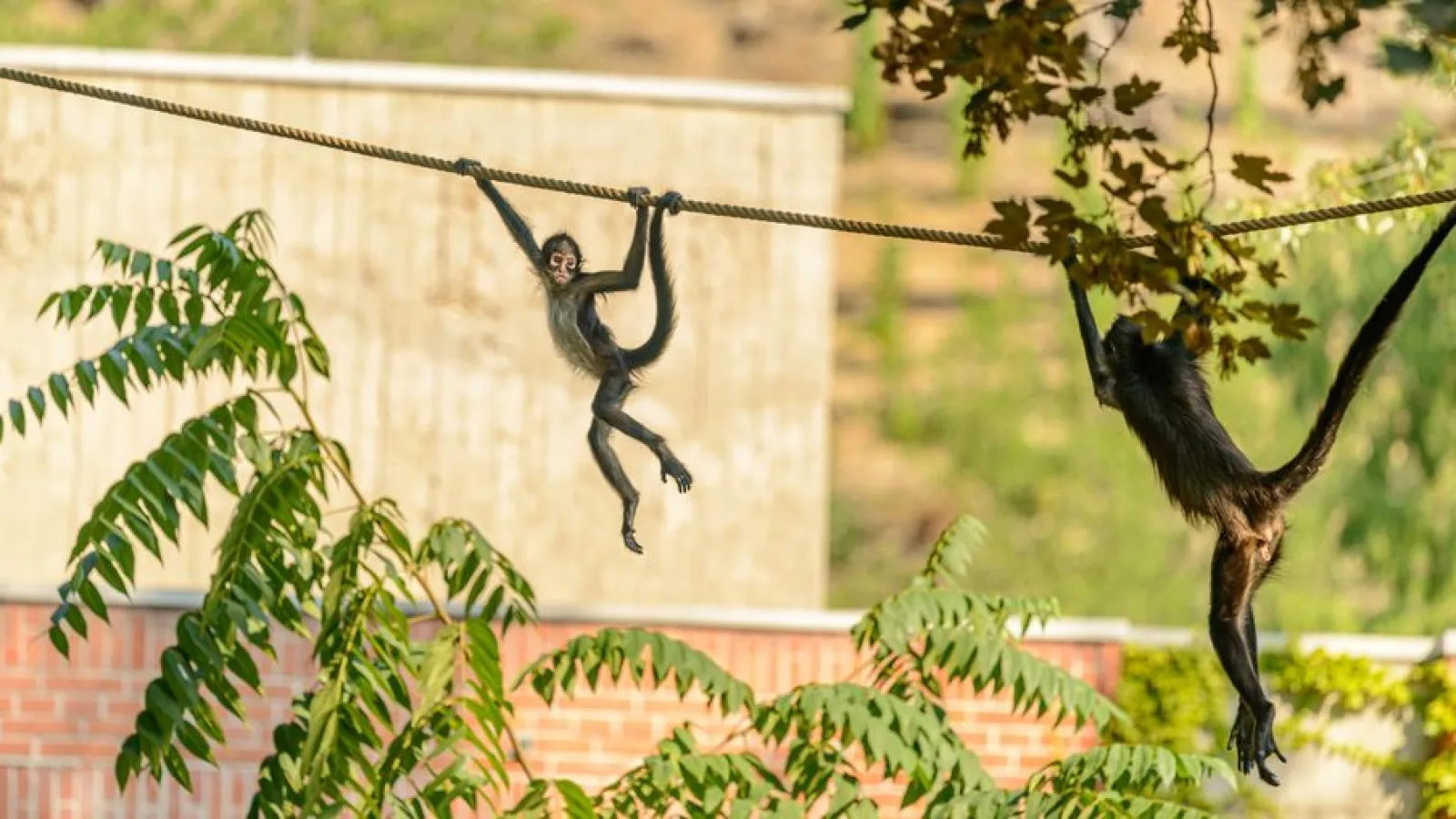 New Documentary Reveals Unique Bond Between Monkeys and Their Handlers