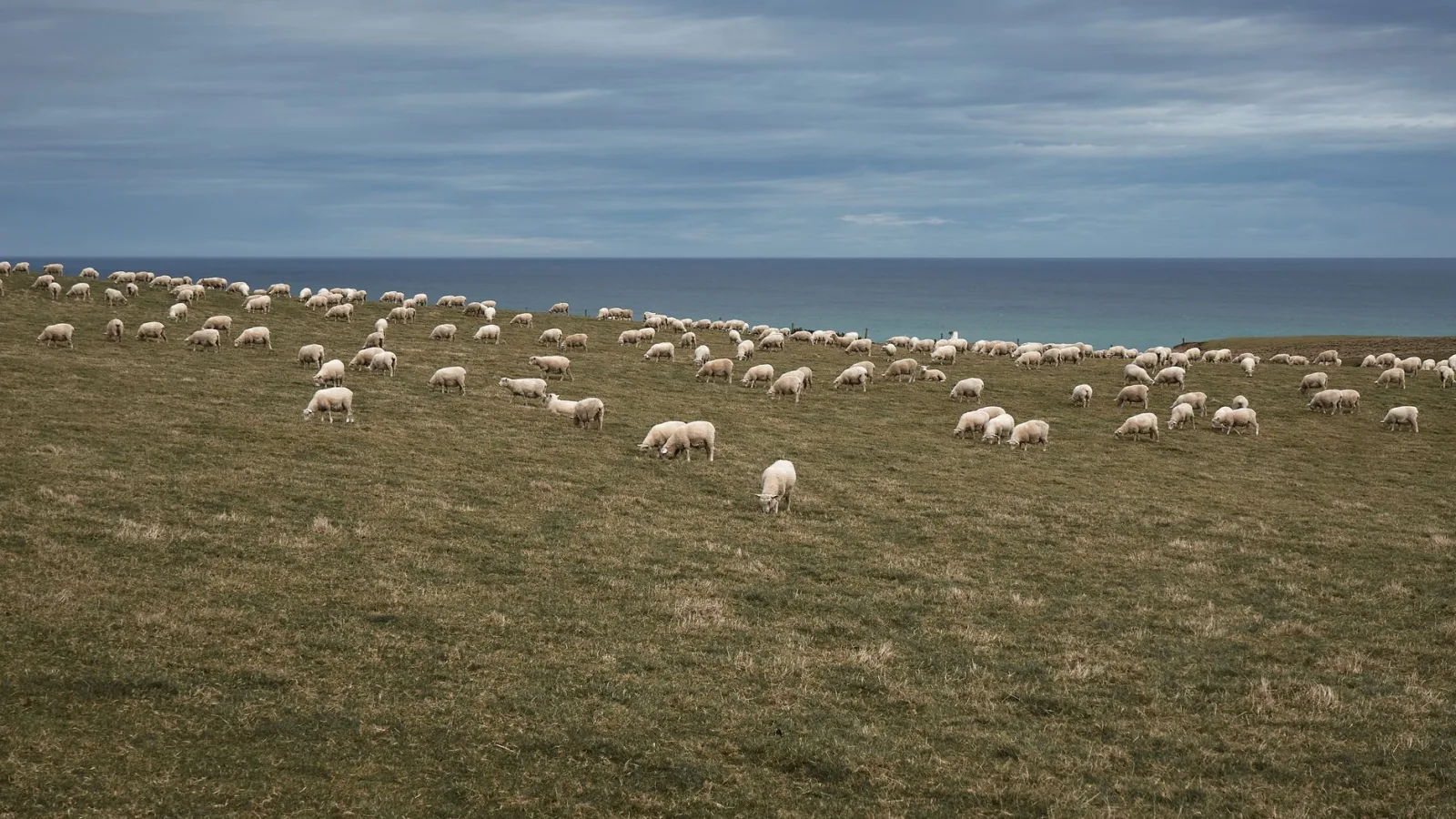 Idyllic landscape of grazing sheep on a coastal pasture in New Zealand.