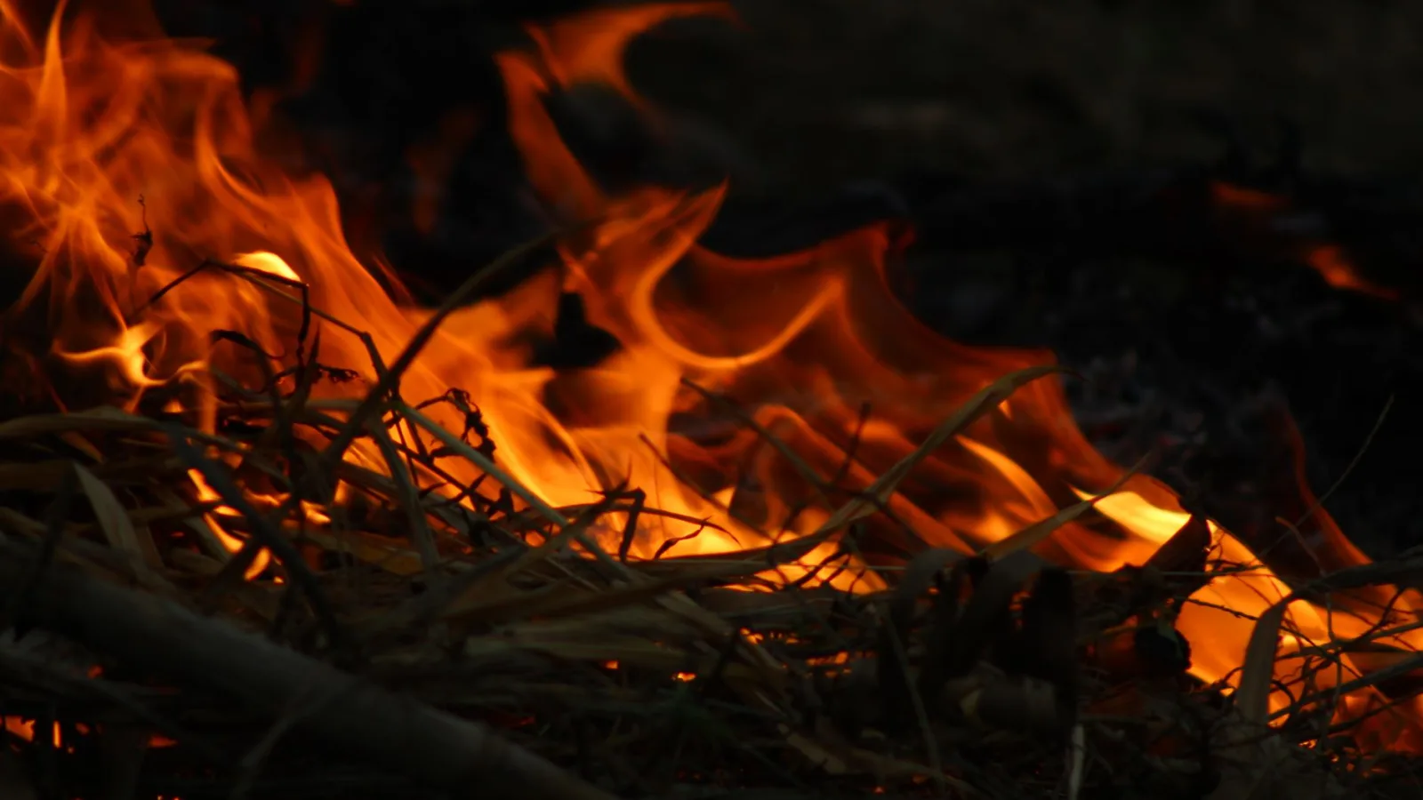 Close-up view of intense orange flames consuming wood and brush.