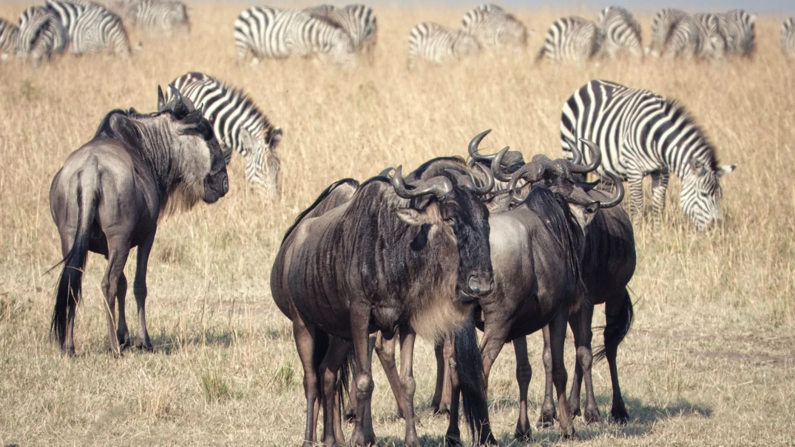 A herd of wildebeest and zebras grazing in the Maasai Mara, Kenya.