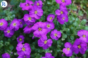 Revolutionising Gardens: AI Transforms Photos into Captivating Videos