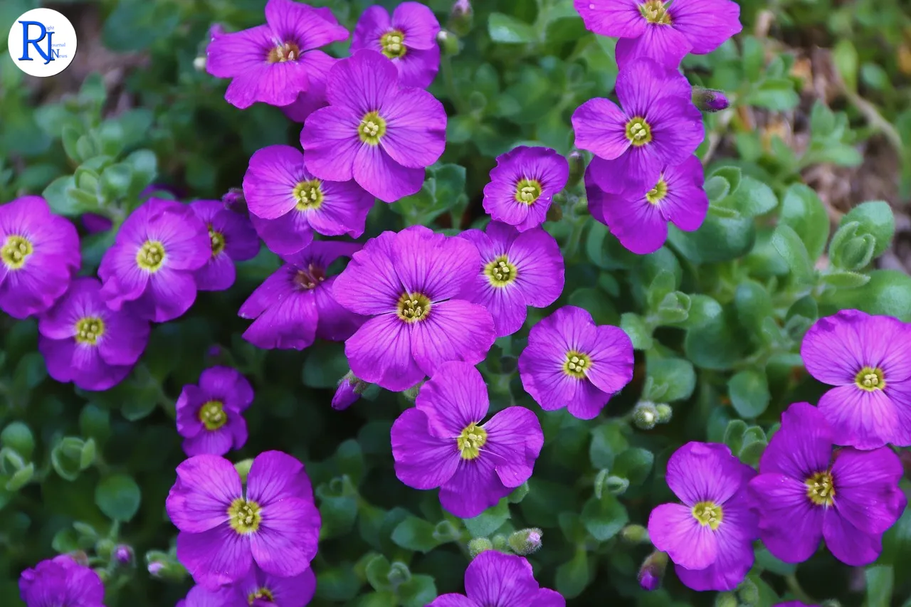 Revolutionising Gardens: AI Transforms Photos into Captivating Videos