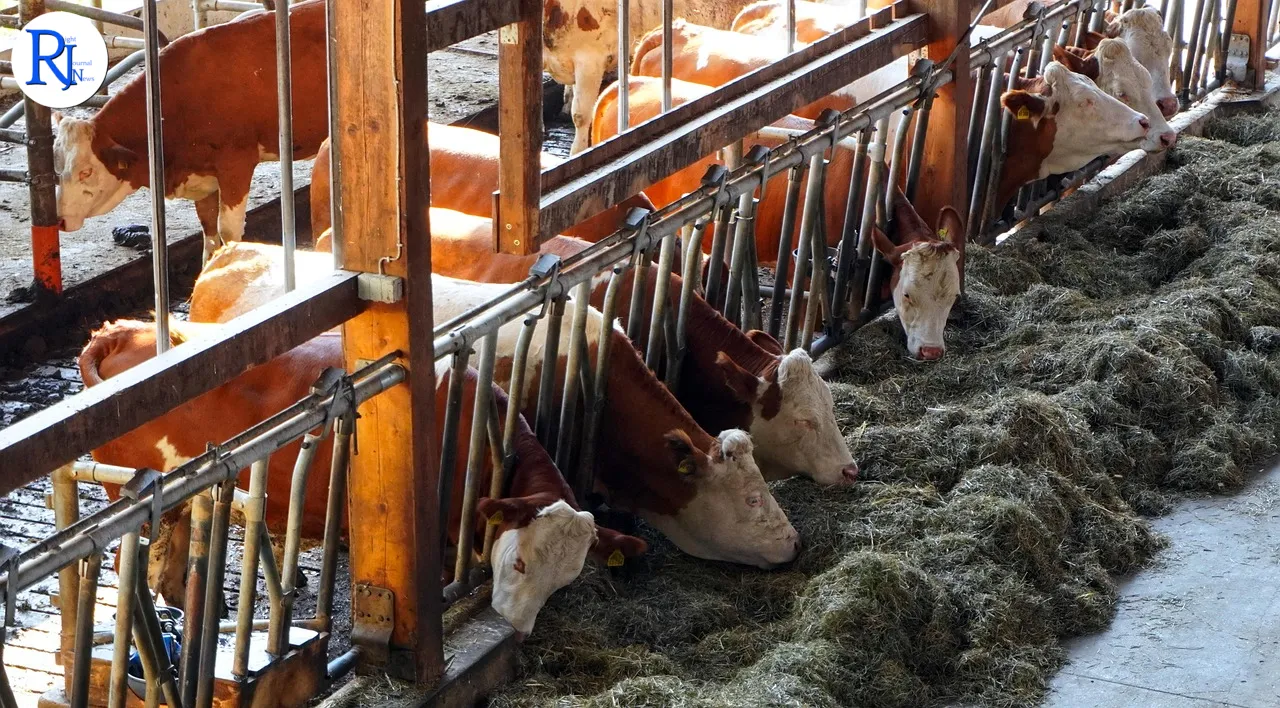 Dairy Worker Shortage Sparks Concerns Over UK's Food Security