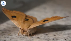 Effective Strategies to Eradicate Moths from Your Home