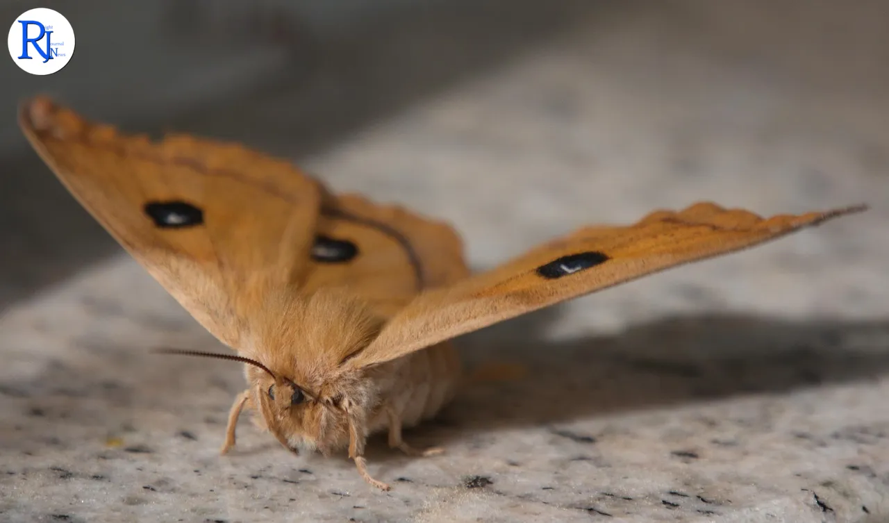 Effective Strategies to Eradicate Moths from Your Home