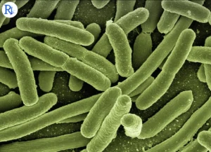 New Study Reveals How ‘Good’ Gut Bacteria Enhances Pregnancy Health