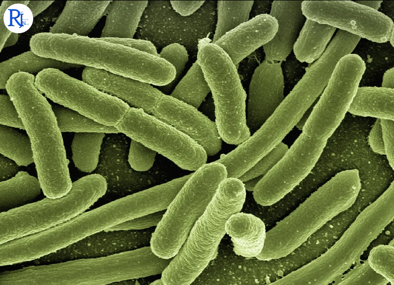 New Study Reveals How 'Good' Gut Bacteria Enhances Pregnancy Health