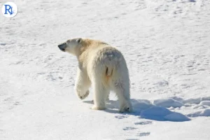 Europe and Brazil urged to lead at COP30 as op-ed cites Trump’s ‘con job’ climate remark