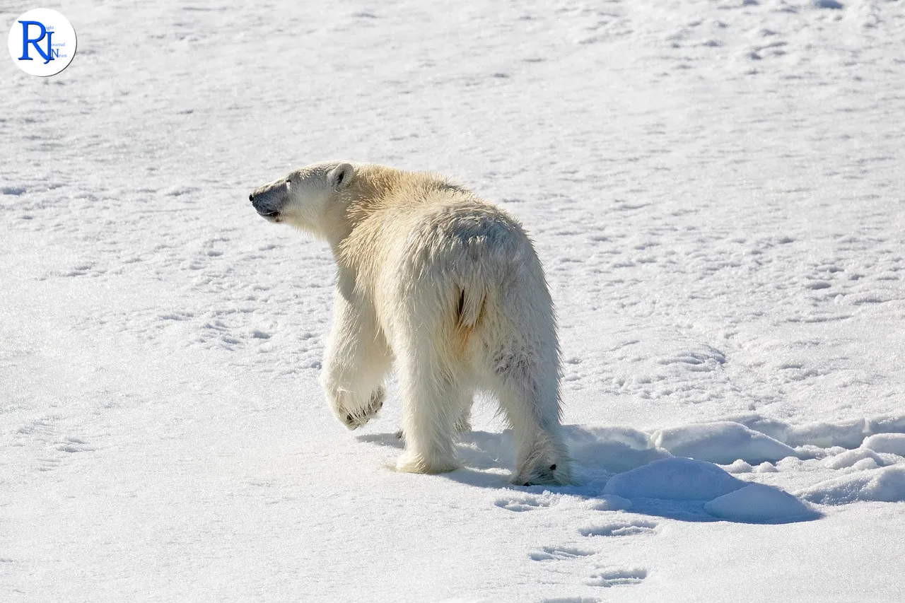 Europe and Brazil urged to lead at COP30 as op-ed cites Trump’s ‘con job’ climate remark