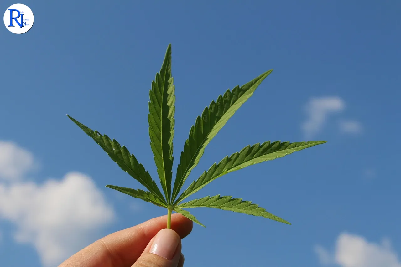 hemp leaf, cannabis sativa, hemp plant, of young cannabis, industrial hemp, hemp leaf, hemp leaf, hemp leaf